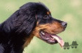 Setter Gordon EASY DU GRAND VALY Setter Gordon EASY DU GRAND VALY